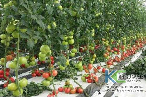 無(wú)土栽培,椰糠栽培,番茄