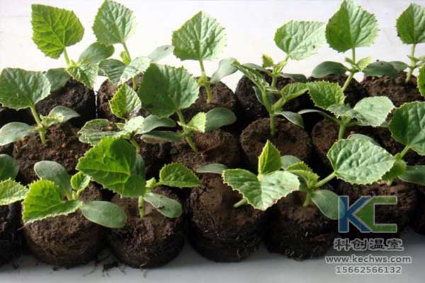 無土栽培，無土栽培技術(shù)，無土栽培設(shè)備