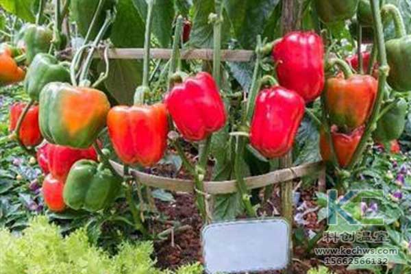 無土栽培，無土栽培技術(shù)，無土栽培設(shè)備