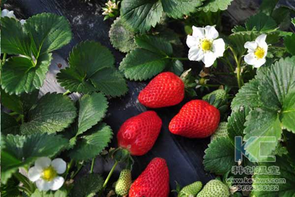 無土栽培，無土栽培技術