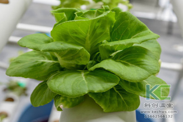 無土栽培，無土栽培技術，無土栽培設備