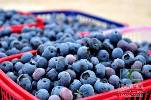 無(wú)土栽培，無(wú)土栽培技術(shù)，無(wú)土栽培設(shè)備