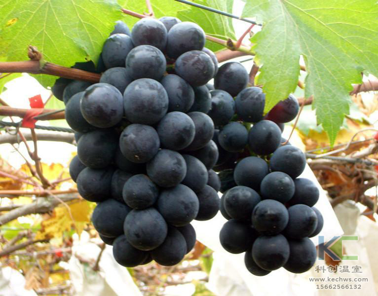 無(wú)土栽培，無(wú)土栽培技術(shù)，無(wú)土栽培設(shè)備