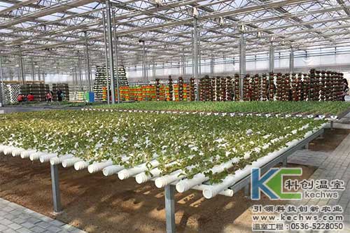 臨沂,無(wú)土栽培,無(wú)土栽培技術(shù)