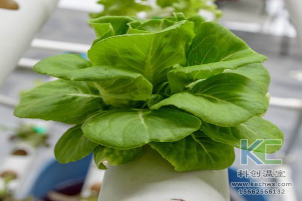 無土栽培，無土栽培技術，無土栽培設備