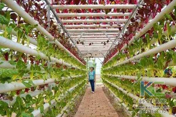 無土栽培，無土栽培技術，無土栽培設備