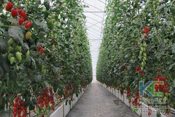 無土栽培，無土栽培技術(shù)，無土栽培設(shè)備