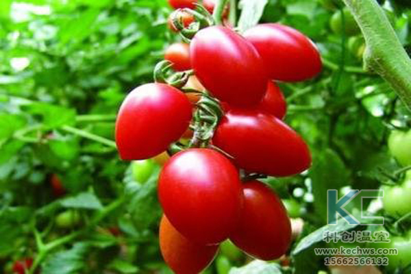 溫室大棚建設(shè)，無(wú)土栽培技術(shù)，無(wú)土栽培，溫室大棚