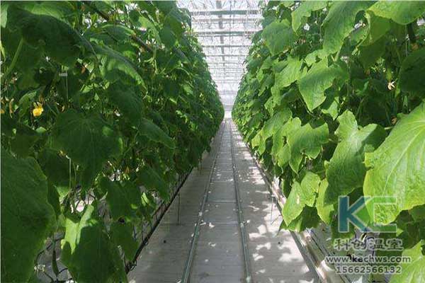 無(wú)土栽培，無(wú)土栽培技術(shù)，無(wú)土栽培設(shè)備