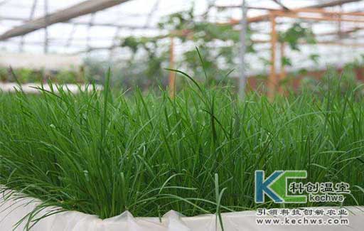 無土栽培，無土栽培技術，無土栽培設備