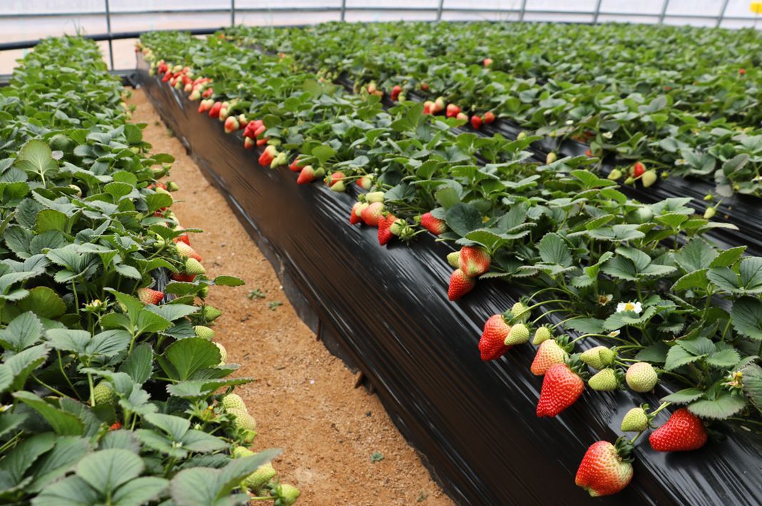 無土栽培,無土栽培技術,無土栽培設備