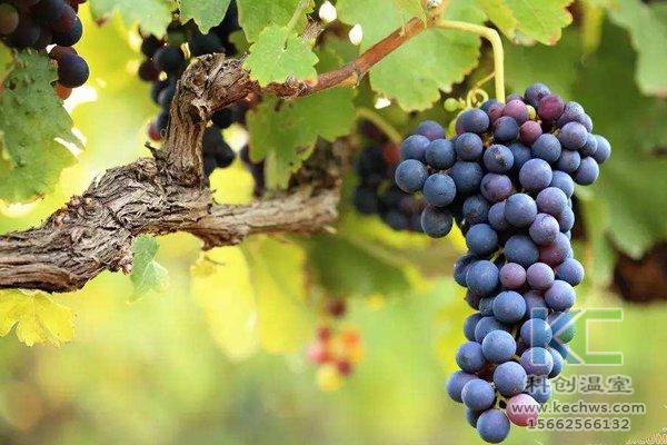 無(wú)土栽培，無(wú)土栽培技術(shù)，無(wú)土栽培設(shè)備