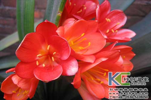 無土栽培，無土栽培技術，無土栽培設備