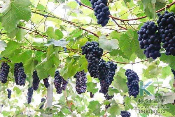 無(wú)土栽培，無(wú)土栽培技術(shù)，無(wú)土栽培設(shè)備