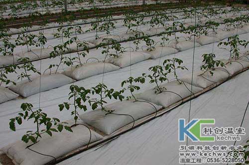 無土栽培,無土栽培技術(shù),無土栽培設(shè)備