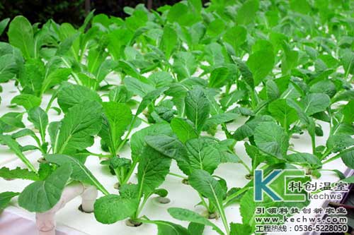 無土栽培，無土栽培技術，無土栽培設備