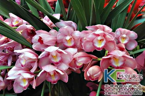 無土栽培，無土栽培技術，無土栽培設備