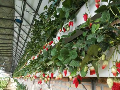 無土栽培,無土栽培技術,無土栽培設備