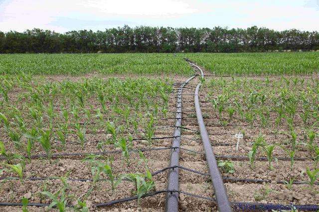 無土栽培，無土栽培技術(shù)，無土栽培設(shè)備