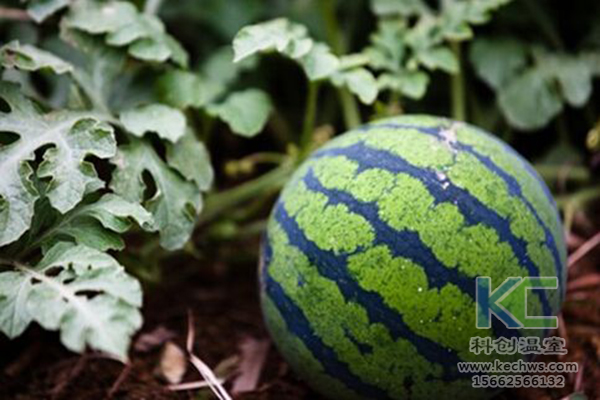 無土栽培，無土栽培技術(shù)，無土栽培設(shè)備