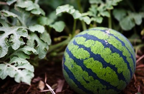 無土栽培，無土栽培技術，無土栽培設備