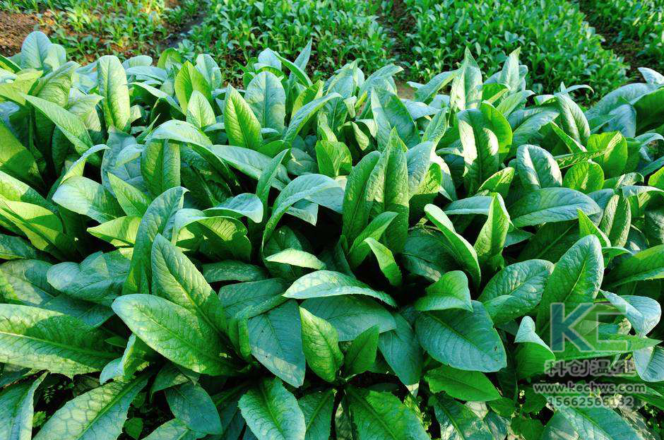 無(wú)土栽培，無(wú)土栽培技術(shù)，無(wú)土栽培設(shè)備