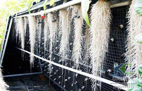 無土栽培，無土栽培技術(shù)，無土栽培設備