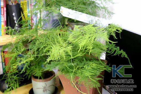 無土栽培，無土栽培技術(shù)，無土栽培設(shè)備