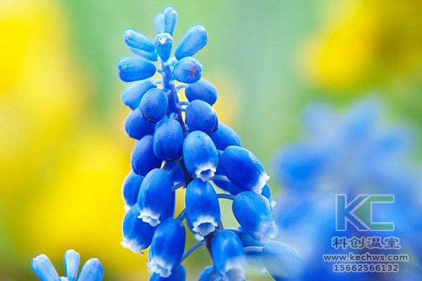 無土栽培，無土栽培技術，無土栽培設備