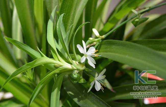 無土栽培，無土栽培技術，無土栽培設備