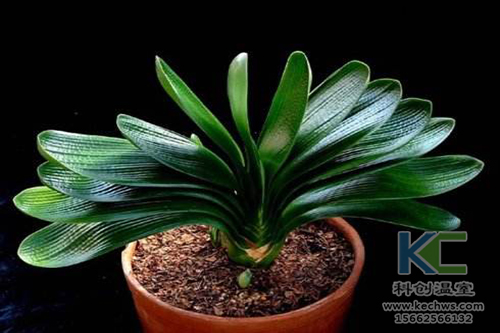 無土栽培，無土栽培技術(shù)，無土栽培設(shè)備