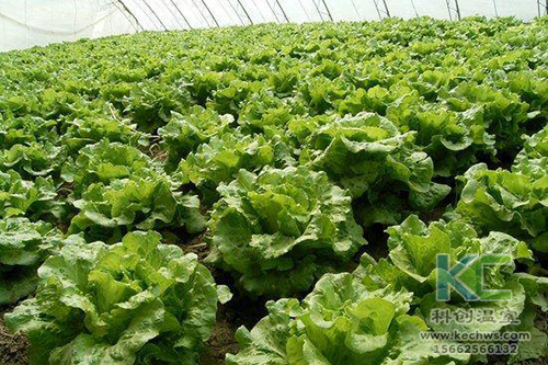 無土栽培，無土栽培技術，無土栽培設備