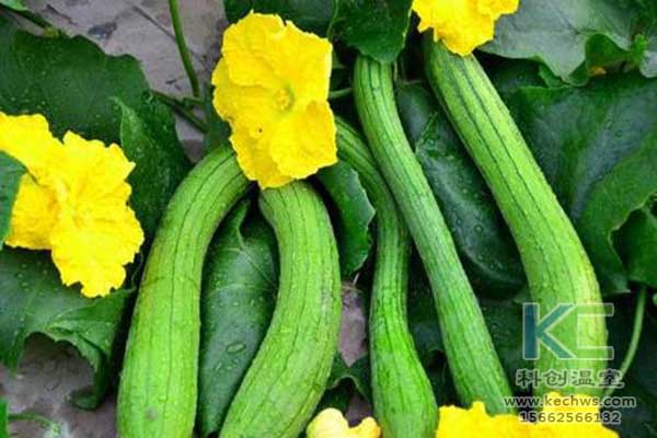 無土栽培，無土栽培技術，無土栽培設備