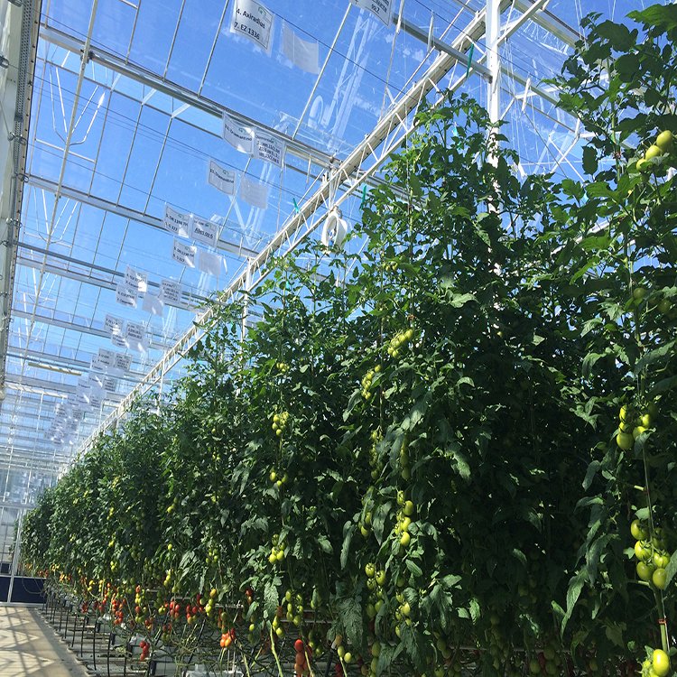 無土栽培，無土栽培技術(shù)，無土栽培設(shè)備