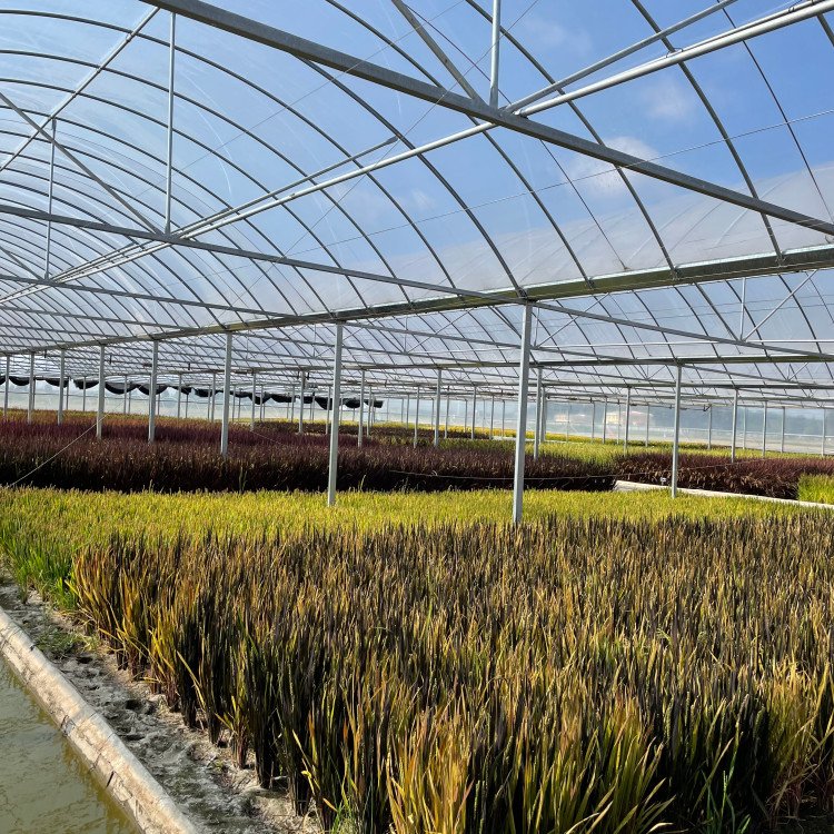 無土栽培,無土栽培技術(shù),無土栽培設(shè)備