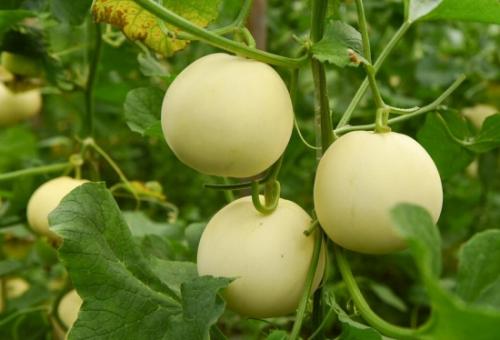 無土栽培,無土栽培技術,無土栽培設備