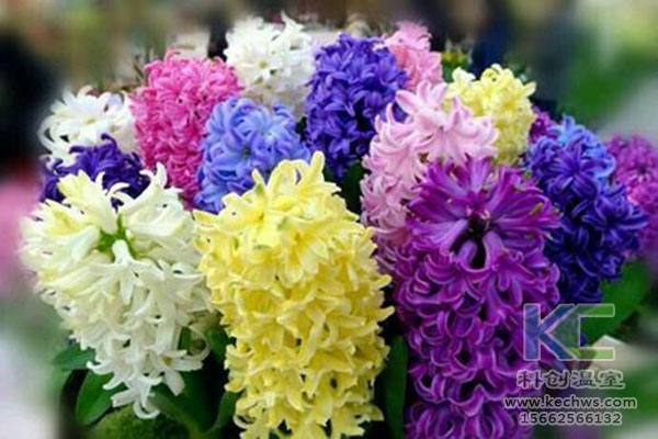 無土栽培，無土栽培技術，無土栽培設備