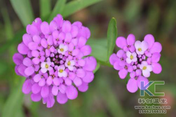 無土栽培,無土栽培技術(shù),無土栽培設(shè)備