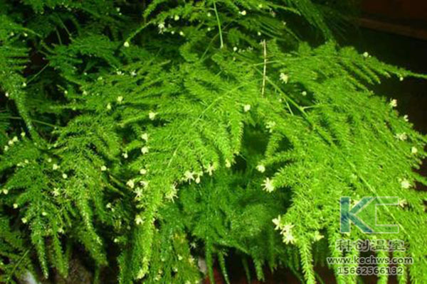 無土栽培，無土栽培技術(shù)，無土栽培設(shè)備