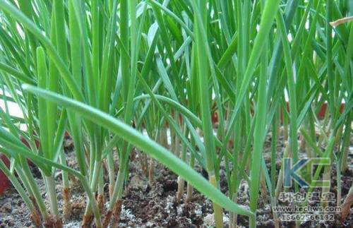 無(wú)土栽培，無(wú)土栽培技術(shù)，無(wú)土栽培設(shè)備