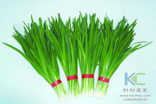 無(wú)土栽培，無(wú)土栽培技術(shù)，無(wú)土栽培設(shè)備