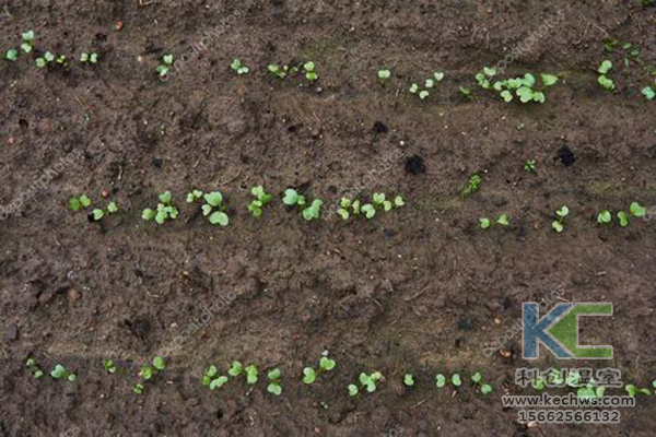 無土栽培,無土栽培技術(shù),無土栽培設(shè)備