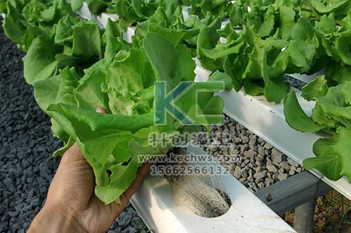 無土栽培,無土栽培技術,無土栽培設備