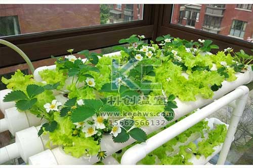 無(wú)土栽培，無(wú)土栽培技術(shù)，無(wú)土栽培設(shè)備