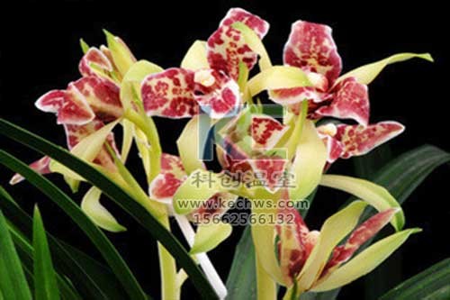 無土栽培，無土栽培技術，無土栽培設備