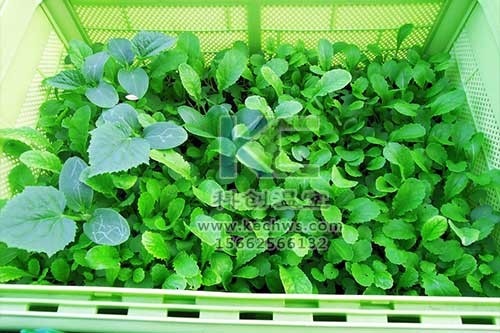 無土栽培，無土栽培技術(shù)，無土栽培設(shè)備