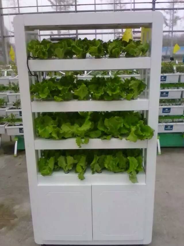 無土栽培，無土栽培技術，無土栽培設備