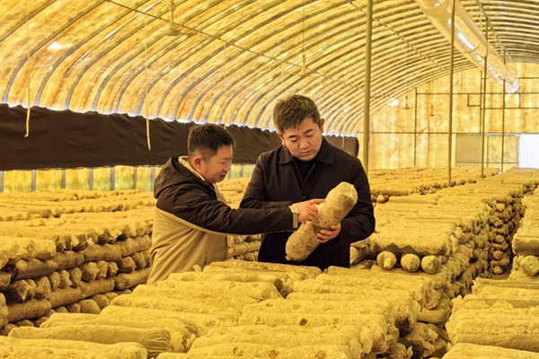 無土栽培，無土栽培技術(shù)，無土栽培設(shè)備